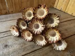 ✨10本【839】プロテア　ロゼットコンパクタ　ドライ　ドイツ産　花材