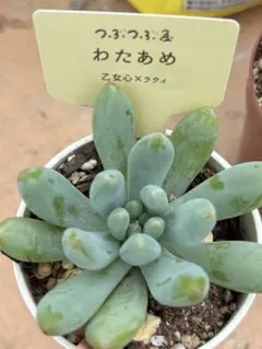 多肉植物　つぶつぶ屋さん　わたあめ　抜き苗のサムネイル