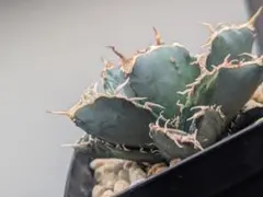 2026年最新】悪魔BB アガベの人気アイテム - メルカリ