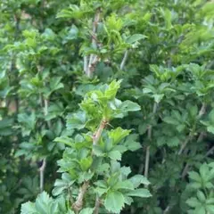 姫ウコギ　　1苗