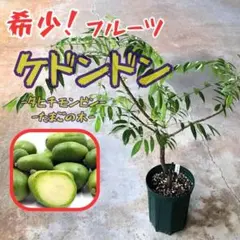 希少 成木果樹 ケドンドン タヒチモンビン タマゴノキ 結実経験有り！ 2026年最新】タマゴノキの人気アイテム - メルカリ