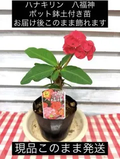 ハナキリン八福神 ポット鉢土付き苗 お届け後このまま飾れます 現品