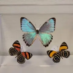 希少【蝶標本】極上品蝶標本採取現状品のみケース42x33x6cm3点空ケース1点 希少【蝶標本】極上品蝶標本採取現状品のみケース42x33x6cm3点空
