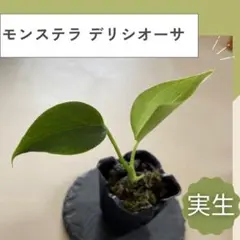 2026年最新】実生苗の人気アイテム - メルカリ