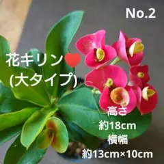No.2【沖縄から♪】花キリン(大タイプ)♥️開花中♪のサムネイル