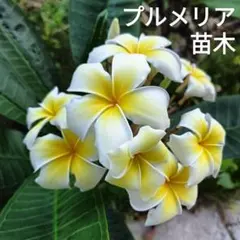 MMJ様 リクエスト 2点 まとめ商品