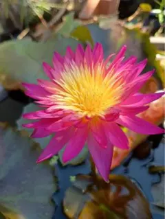 2026年最新】熱帯睡蓮の人気アイテム - メルカリ