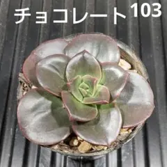 ゆーた様 リクエスト 3点 まとめ商品