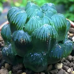 【激安】オブツーサ ブルーレンズ　ハオルチア　高級　良株美株　多肉植物　観葉植物のサムネイル