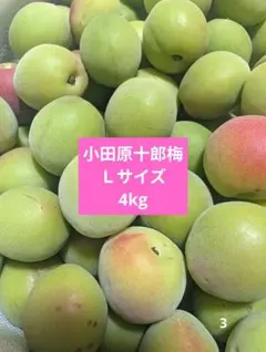 4Lサイズ 和歌山県産 紀州南高梅 色付き 箱込み5キロ 青梅 - メルカリ