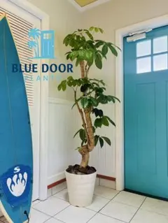 67【アレカヤシ約250cm】特大 巨大 大型観葉植物｜西海岸インテリア