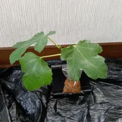結実成績あり）いちじく苗木☆レア ☆マデイラアイランドブラック苗木