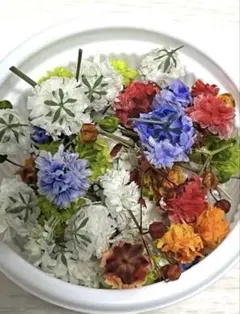 ドライフラワーかすみ草【H】