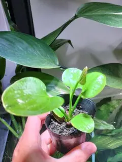 2026年最新】エキノドルス イグアスの人気アイテム - メルカリ