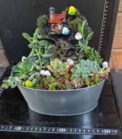 h*i様 062802多肉植物の寄せ植え★樹上の館★小鳥さんの楽園