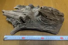 おまけ付！　水槽用流木