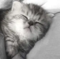 らしゅ@断捨離中様 リクエスト 2点 まとめ商品