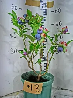 2026年最新】ブルーベリー 挿し木の人気アイテム - メルカリ