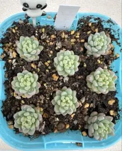 あめたん【プロフご一読ください】様 リクエスト 2点 まとめ商品