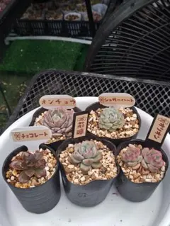 ❣️花火❣️現品 エケベリア 寄せ植え 多肉弁当 多肉植物 | Mercari