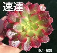 【速達】Pちゃん様 リクエスト 4点 まとめ商品