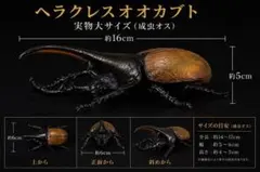 2026年最新】ヘラクレスオオカブト 標本の人気アイテム - メルカリ