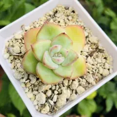 イチゴシュークリーム　エケベリア　多肉植物のサムネイル