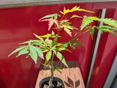 モミジ　ミニ盆栽のサムネイル