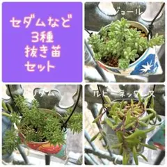 セダムなど 多肉植物 3種 抜き苗セット