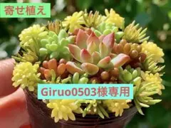 1苗❣️ゼリーオレンジ❣️ランダム配送 カット苗 寄せ植え 多肉植物 1苗❣️ゼリーオレンジ❣️ランダム配送 カット苗 寄せ植え 多肉