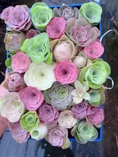 NAO様 リクエスト 2点 まとめ商品