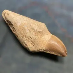 モササウルス 顎骨 牙 歯 化石 断片 欠片 モササウルス 顎骨 牙 歯 化石 断片 欠片