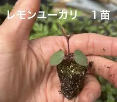 レモンユーカリ１苗