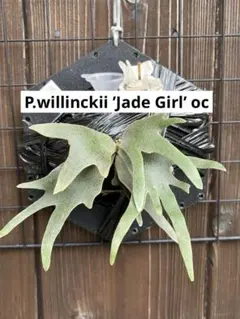 2025年最新】jade girl 胞子の人気アイテム - メルカリ