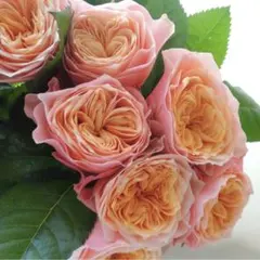 【レア】バラ　苗　薔薇 切花品種　SP咲きのサムネイル