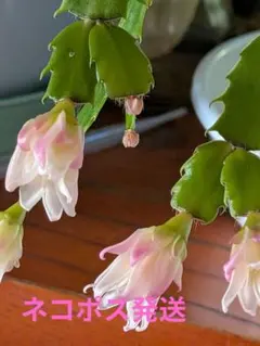 2026年最新】デンマークカクタス コンペイトウの人気アイテム - メルカリ