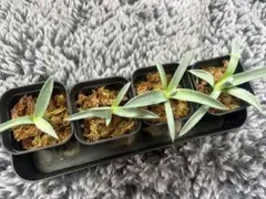 か*ず様 【アガベ “厚葉パリー” 】抜き苗/極上株/コンパクトD-5 - メルカリ