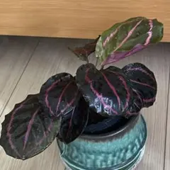 【❤️希少観葉植物❤️】カラテア ・ドッティ　抜き苗のサムネイル