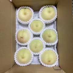 岡山産　白桃　冬桃　8玉