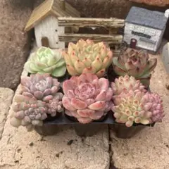 Canaさま専用　プラグ苗6苗セット　多肉植物　エケベリア　韓国苗