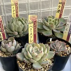 2026年最新】龍鱗蓮華の人気アイテム - メルカリ