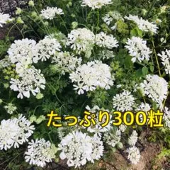 はるはる様 リクエスト 2点 まとめ商品