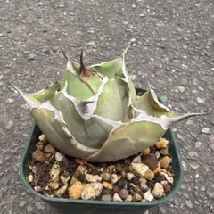 アガベ 黒豹 ⑦のサムネイル