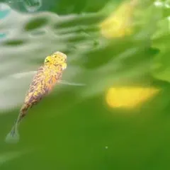【匿名配送】　青水　グリーンウォーター　300ml 完全室内培養