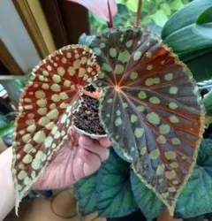 原種ベゴニア / Begonia sp. Sarawak 白玉 木立性 - メルカリ