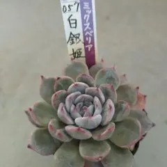 2025年最新】おらいさん苗の人気アイテム - メルカリ