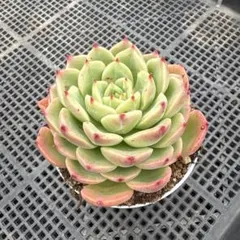プヤ ベルテロニアナ（Puya berteroniana）実生 - メルカリ