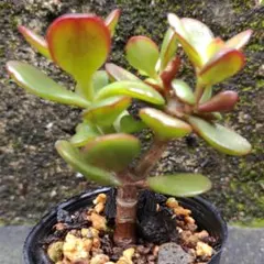 花月　カネノナルキ　多肉植物抜き苗　クラッスラのサムネイル