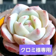 クロミ様 リクエスト 3点 まとめ商品