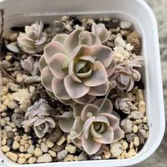 多肉植物♡いちご大福♡ロウルサンコさん苗♡抜き苗 - メルカリ